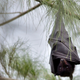 Illustration for article titled Why Bats Can Carry Ebola Without Dying From It
